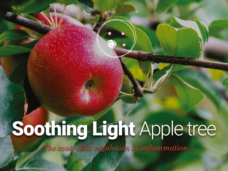 Apple tree active cells to calm sensitive skin: Soothing Light Apple tree