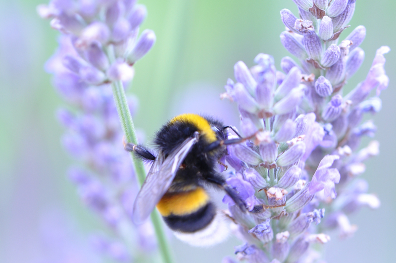 Bee and pollinator shortage threatens cosmetics industry  