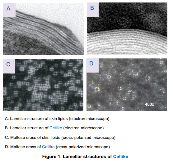 Cellike Skin Lipid Mimicker  for Natural Emulsifier