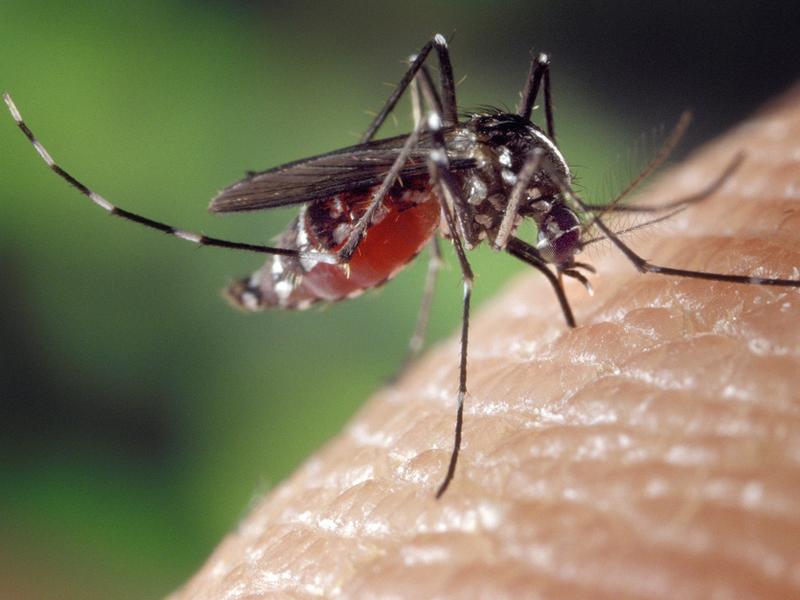 Some 725,000 people are thought to die from mosquito-borne diseases every year