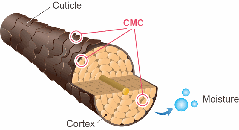 Hair structure and CMC