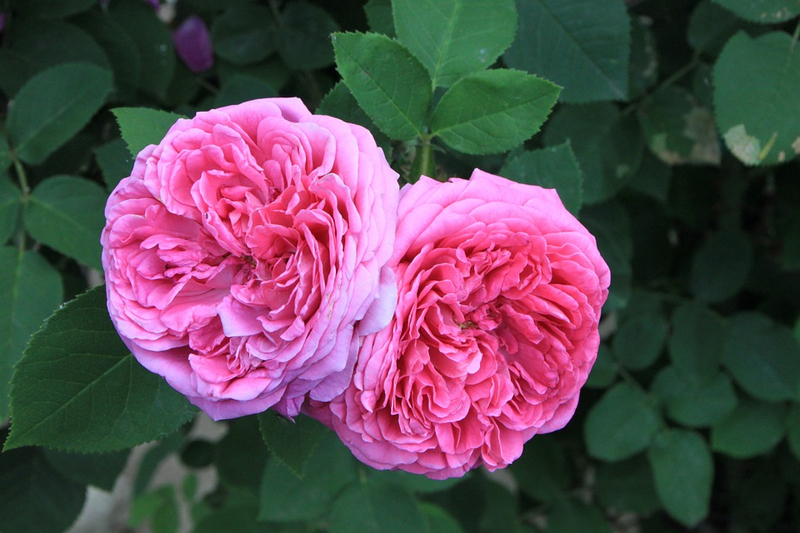 CPL Aromas unveils new rose perfume ingredient 
