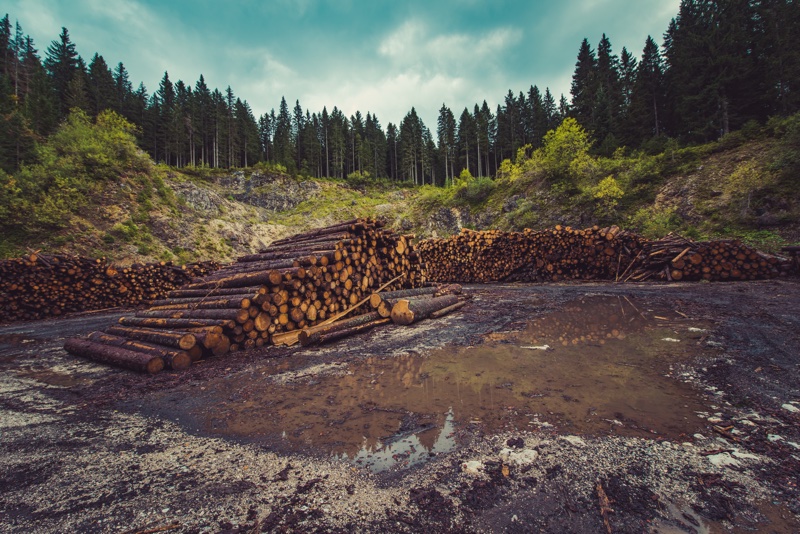 Cut it out: Reducing the risk of deforestation in beauty’s supply chain 
