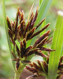 Cyperus rotundus found to lighten skin