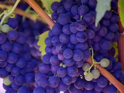 Resveratrol can be made from red grapes