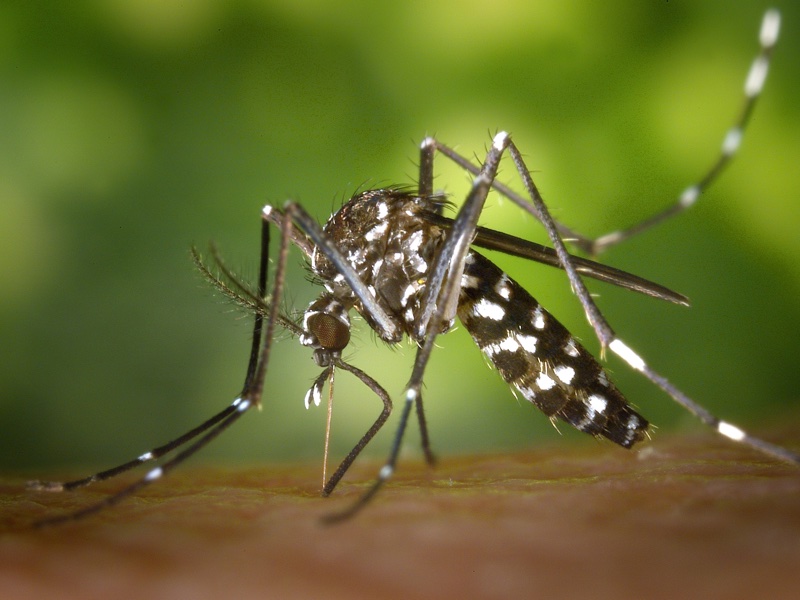 Fighting mosquitoes: The buzz on biocide rules