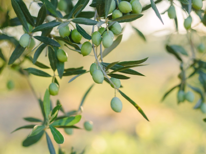 Sophim's flagship product is Phytosqualan, an olive-derived squalane