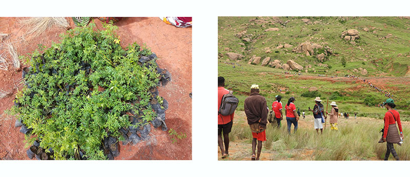Collective reforestation day at Ampelamatory