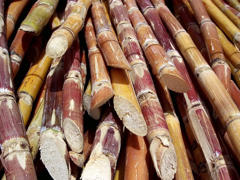The acquired sustainable ingredients are all based on fermented sugarcane; image: Rufino Uribe via Wikimedia Commons