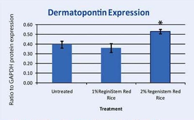 <i>Graph 4. Protein assay showing the effect of ReGeniStem™ Red Rice on dermatopontin synthesis</i>