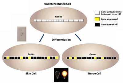 <i>Figure 6. As the cells transition from an undifferentiated state to a differentiated one, CpG methylation patterns help to set up the pattern of gene expression. In an undifferentiated state, the cell hasn’t committed to being a certain type of cell and so most of its genes have the potential to be expressed. As differentiation occurs, gene expression patterns are determined with certain genes being expressed and other genes being turned off. DNA methylation helps to control this pattern of gene expression</i> 