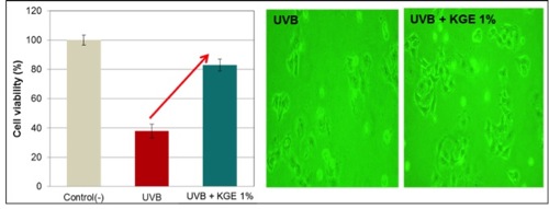 Figure 2. UV Protection effect of HerbEx Korean Ginseng Extract (KGE) measured by MTT assay