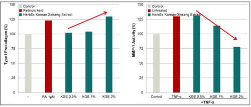 Figure 3. Anti-wrinkle effect of HerbEx Korean Ginseng Extract in a dose-dependent manner
