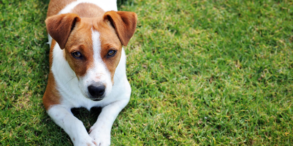 Ideal Ingredients for a Man\'s Best Friend - at Cornelius