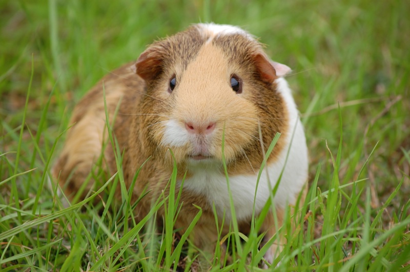 Illinois becomes latest state to ban animal testing for cosmetics