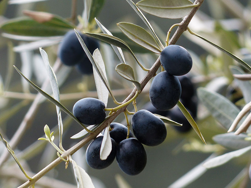 Industry reports name BioAktive as a key player in olive squalane