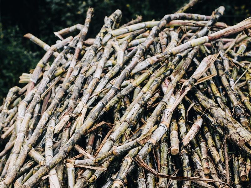 Is beauty’s demand for sugarcane packaging fuelling child labour?