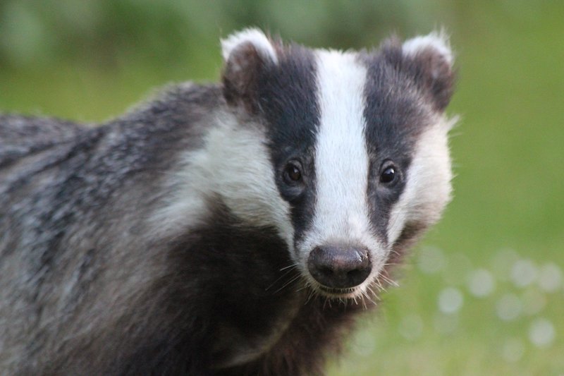 Killed for a clean shave: Why the badger deserves better from the male grooming industry