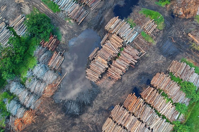 L'Oréal and Beiersdorf top deforestation transparency results, 70% of companies failing 