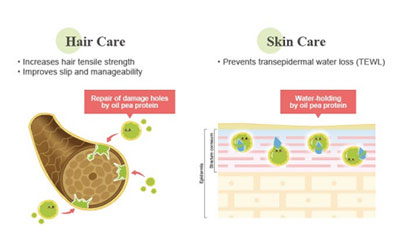 New Launch: 100% Plant-Derived Oil-Soluble Pea Protein Promois EJ-118(CT) Protein Repair × Oil Protection