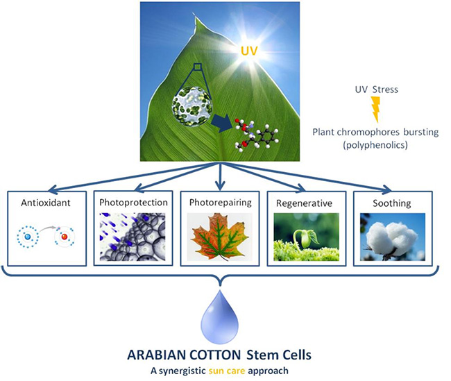 Phyture Biotech introduces Plant Molecular Synergy