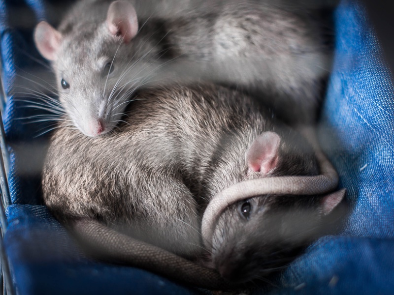More than 1,000 dead rats were recovered from the facility