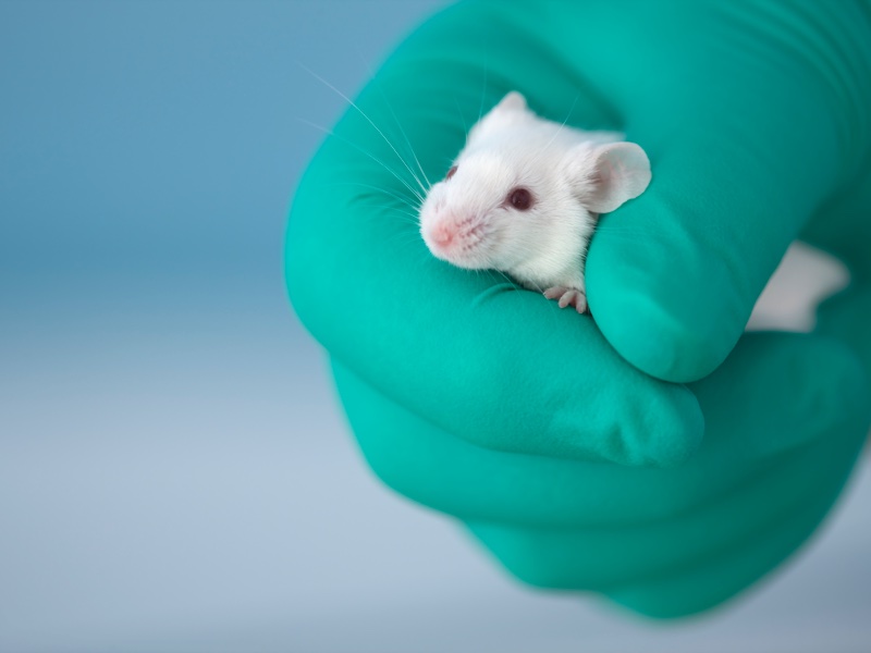 The ECI was launched to protect and strengthen the EU's cosmetics animal testing ban