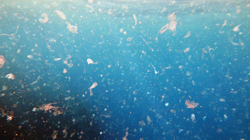 Scientists discover 4 billion microplastic particles in Tampa Bay

