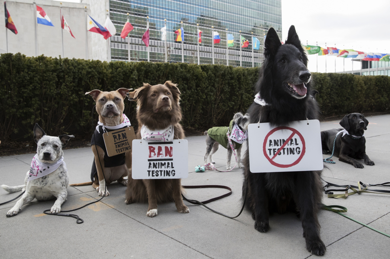 The Body Shop and Cruelty Free International just held the world's fluffiest protest 