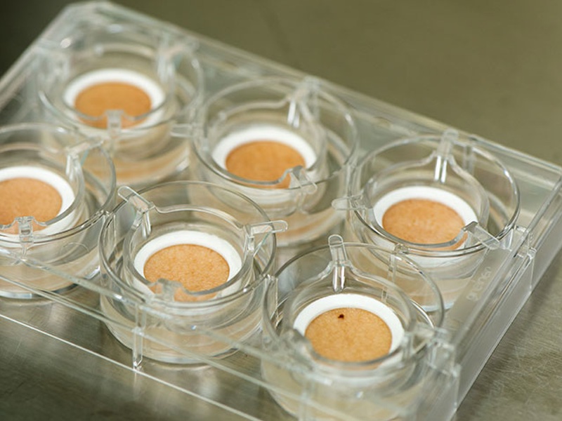 Ready-to-use ex vivo human skin models for cosmetic testing