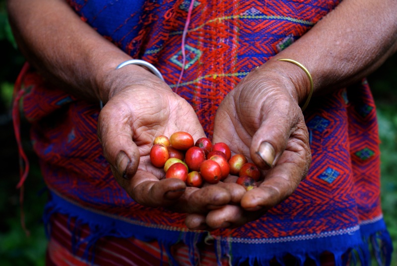 The challenges facing fair trade in the cosmetics industry 
