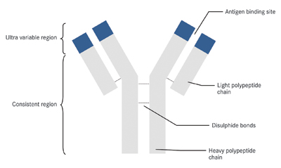 <i>The variable region is responsible for antigen binding and is specific to recognise one antigen. As an antibody has two of these sites, two antigen sites can be bound by each antibody. The hinge protein offers flexibility to the molecule, allowing pathogens to be clumped together. The constant region is recognisable by innate immune response and marks the pathogen or groups of pathogens for phagocytosis</i>