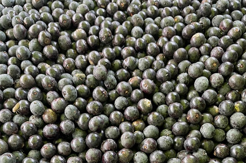 Açaí berries contain abundant antioxidants which make them a powerful natural ingredient in high-performing and sustainable cosmetics