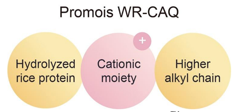 The latest anti-frizz ingredient, Promois WR-CAQ makes beautiful straight hair