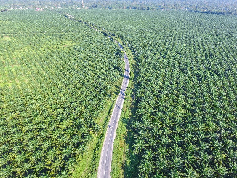 Palm oil has gained infamy due to the reported contribution it makes to large-scale deforestation