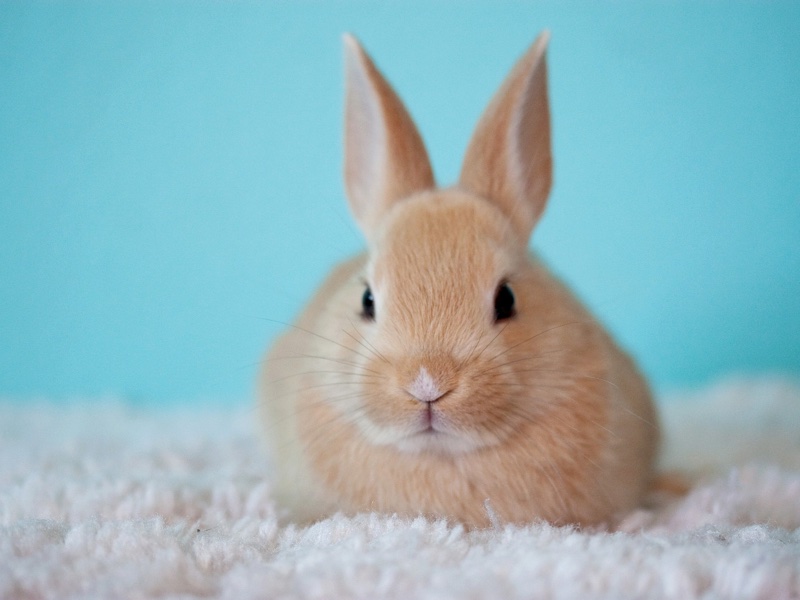 The Humane Cosmetics Act bill was first introduced to Congress in March 2014, but did not progress