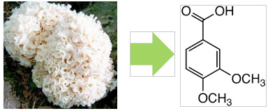  Figure 1. Sparassis crispa (left) and Structure of Veratric Acid (right)