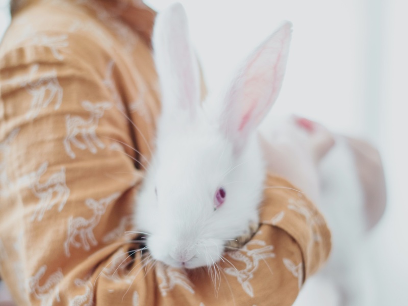 Virginia passes bill to end animal testing for cosmetics
