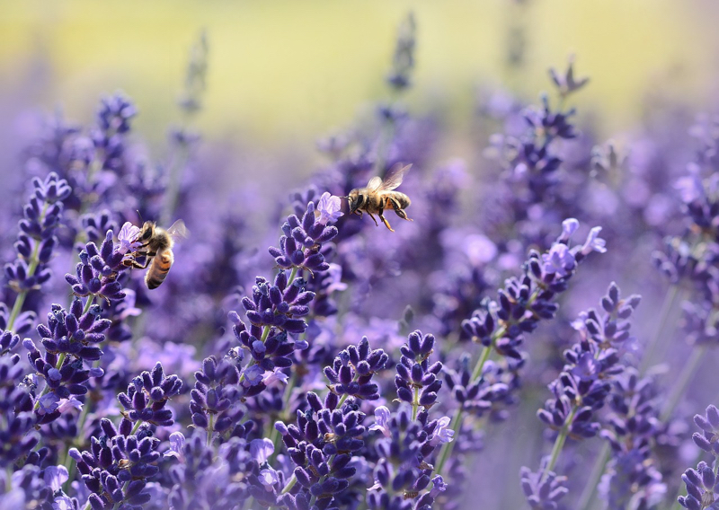 Weleda pick its lavender by hand and sources one third of its annual requirements from an organic supplier who operates several sustainable projects for both honey and beeswax in Africa.