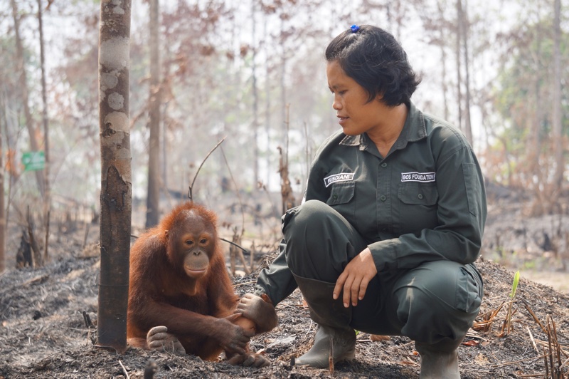 Weleda pledges orangutan protection with new sustainable partnership