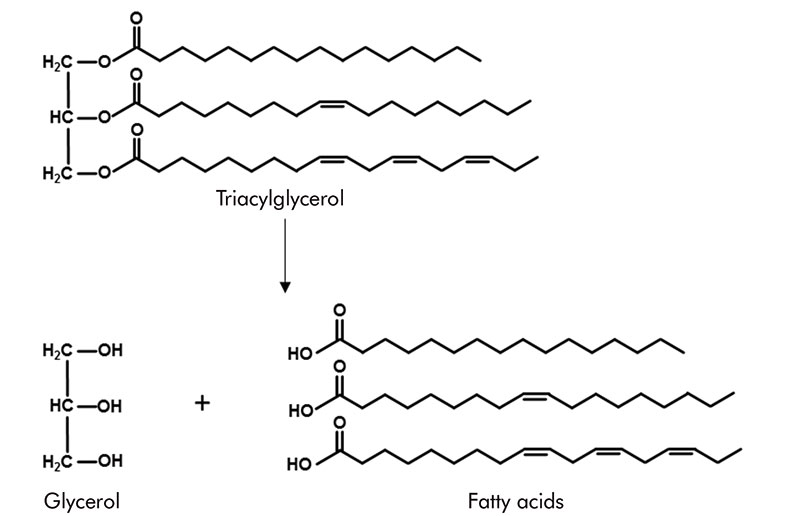 Saponification of triacylglycerols