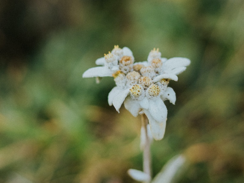 Why edelweiss is the pro-ageing ingredient you need to know