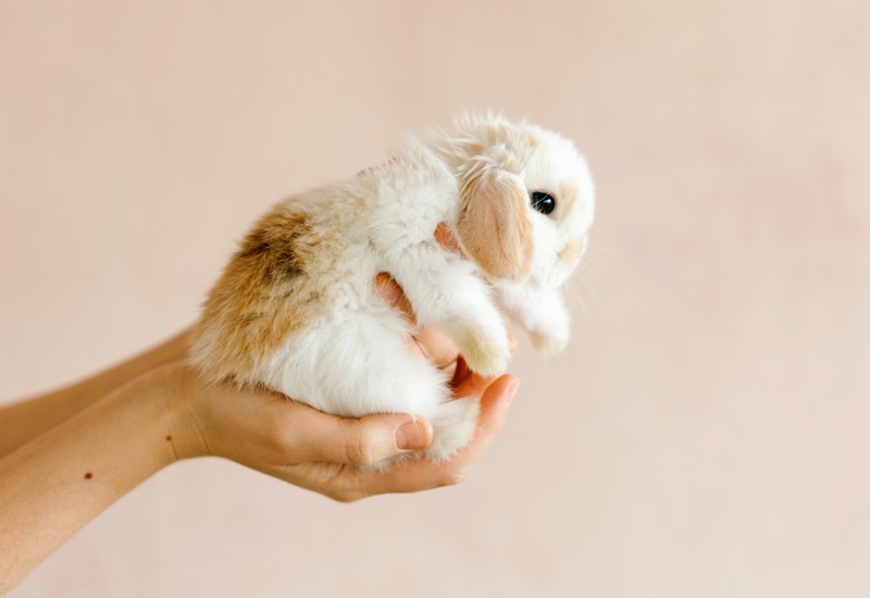 Will the UK follow the EU in enforcing animal tests on some cosmetic ingredients?
