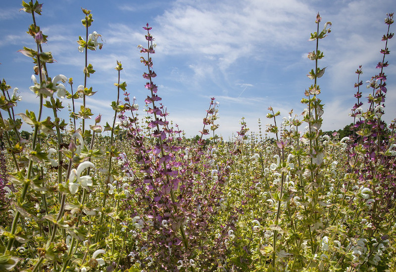 Ashland builds on skin healing tradition with American Clary Sage essential oil 
