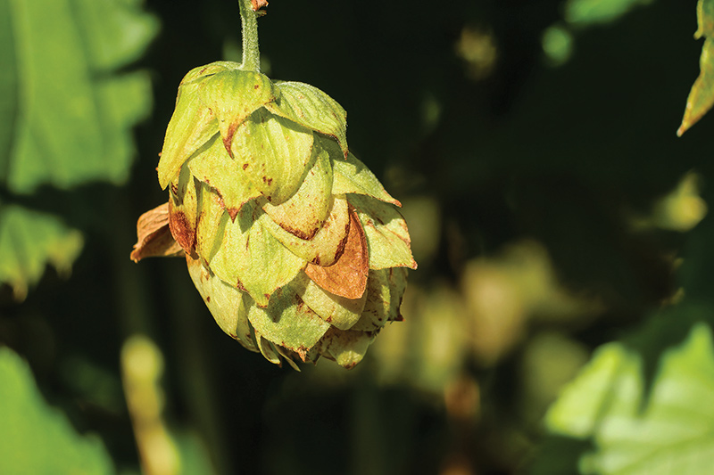 Ashland introduces multifunctional aroma