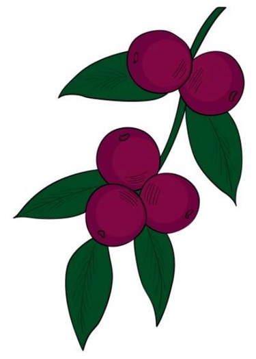 Ashland taps camu camu superfruit for anti-fatigue ingredient 