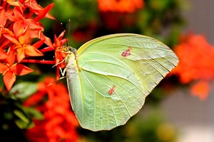 Asian consumers more aware of biodiversity than their Western counterparts