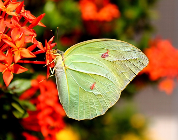Asian consumers more aware of biodiversity than their Western counterparts