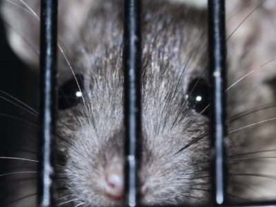 Australia one step closer to animal testing ban