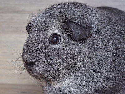 Australia plans to ban animal testing for cosmetics
